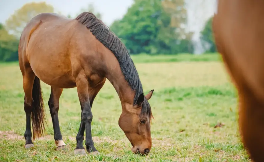 Prairie chevaux et poneys - Le guide des graminées fourragères