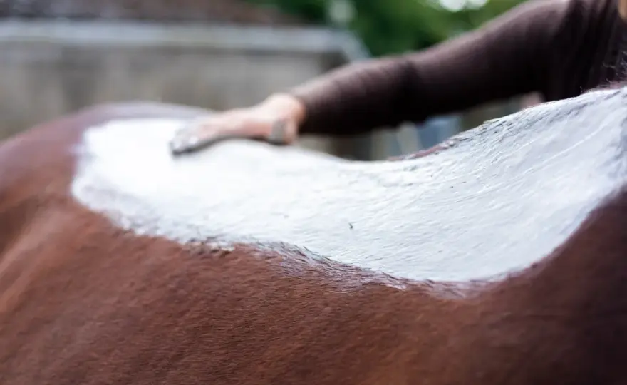 Argile blanche cheval - Vrais effets et usage malin