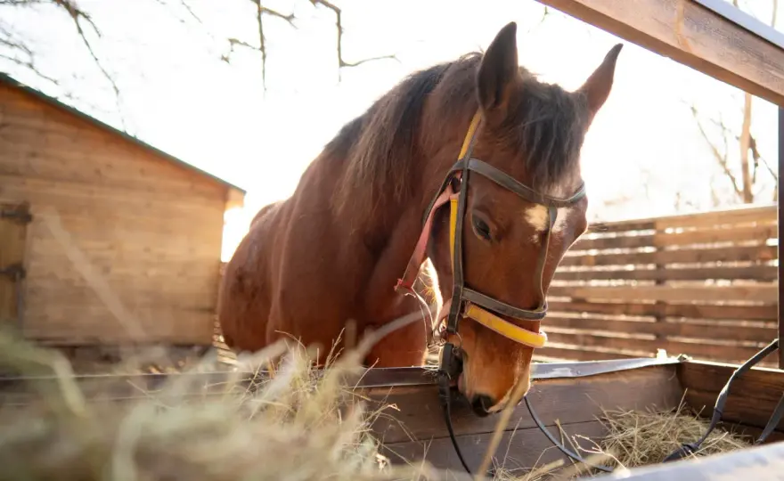 Prix vaccination cheval - Vrai coût et astuces budget