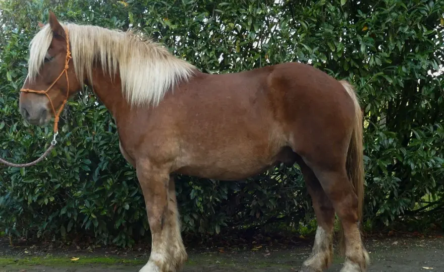 Suffolk Punch - Le cheval de trait alezan : guide complet
