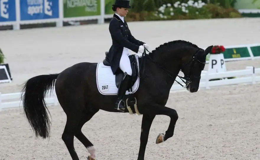 Dressage ou Saut - Quelle discipline équestre choisir pour votre poney ?