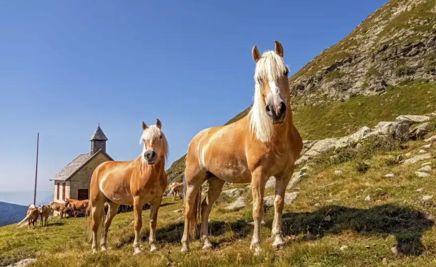 Haflinger - Tempérament, atouts et limites : le guide complet