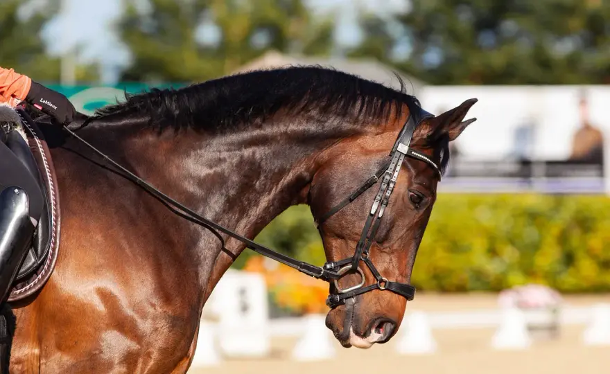 Dressage FFE - Maîtrisez le règlement pour réussir