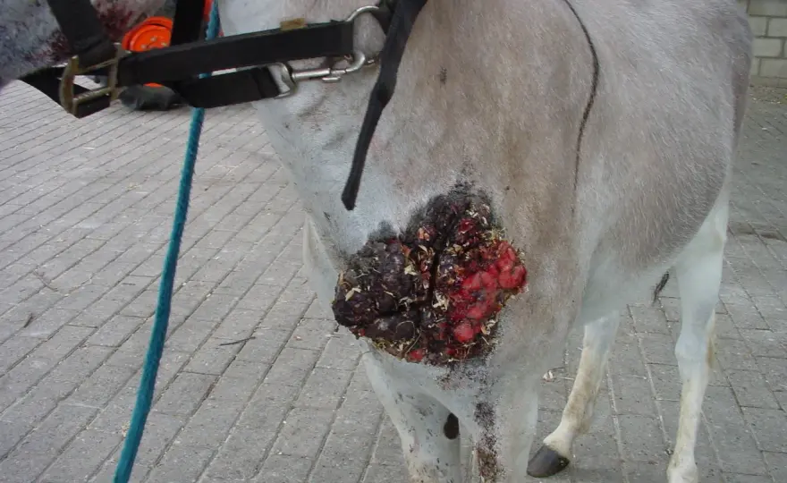 Carcinome épidermoïde cheval - Reconnaître et agir vite
