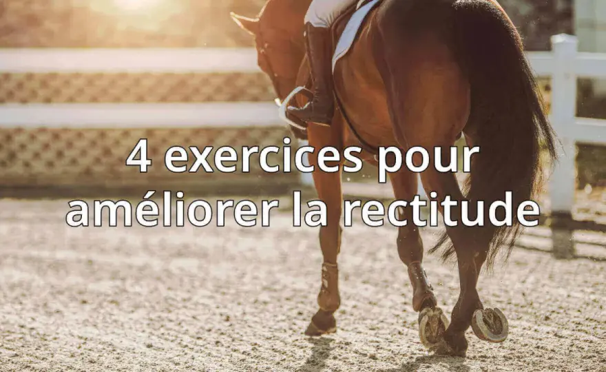 Rectitude du cheval - Astuces pour un tracé parfait