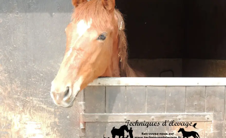 Orge pour chevaux - Guide complet pour une ration équine saine
