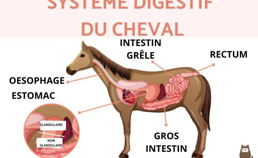 Tube digestif du cheval - Longueur et impact sur sa santé