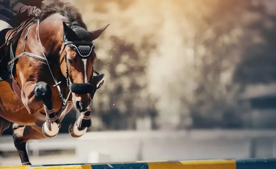 CSO Équitation - Réussir vos parcours avec votre poney
