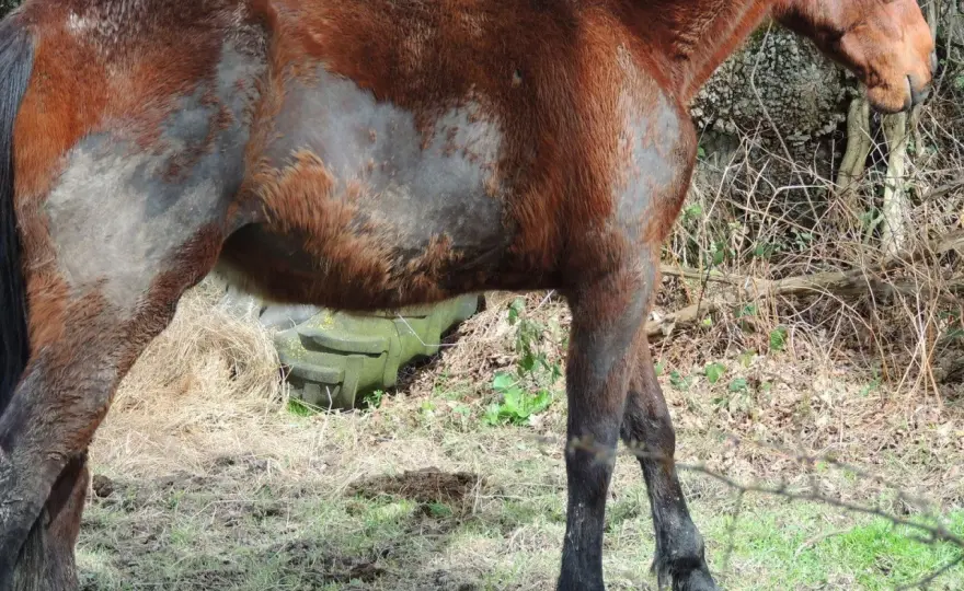 Cheval qui transpire au repos - Quand s'inquiéter ?