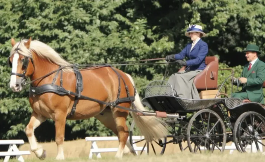 Cheval Breton - Guide complet de ce trait puissant et attachant