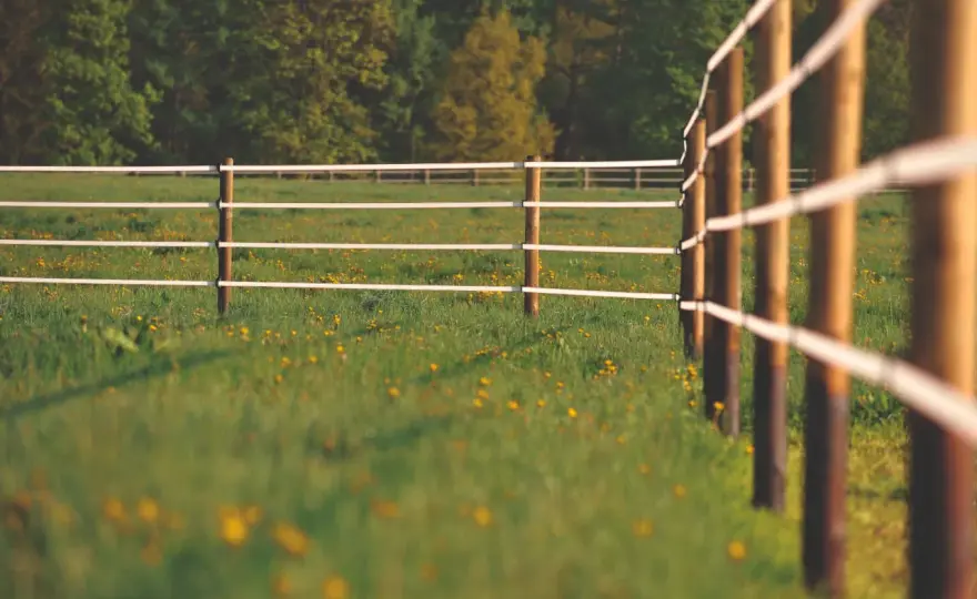 Fertiliser une pâture de chevaux - Évitez ces erreurs!