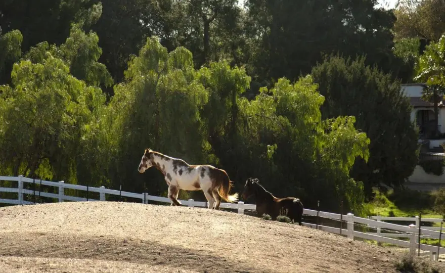 Clôture chevaux - Quelle distance du voisin ? Guide complet