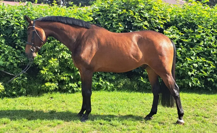 Warmblood - Le cheval de sport idéal ?