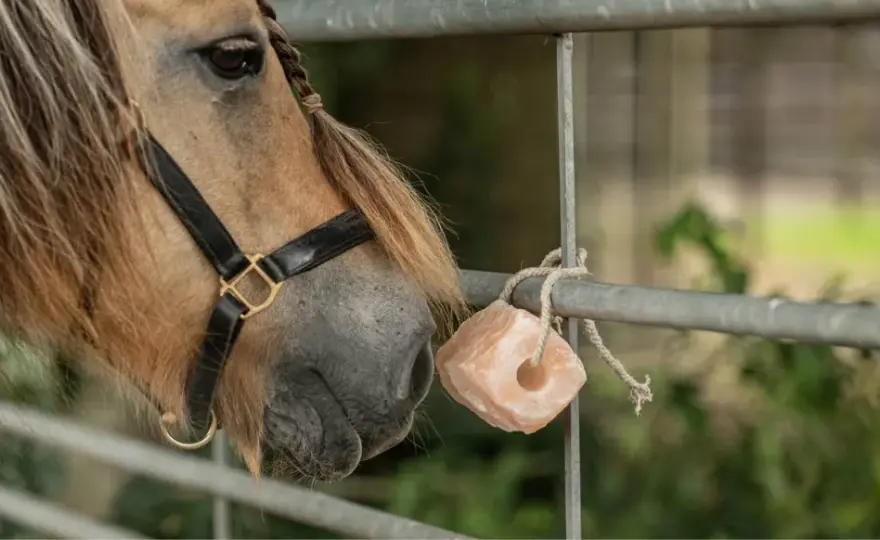 Minéraux cheval - Équilibrez la ration sans surdoser