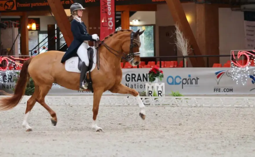 Allures du cheval - Lire pas, trot, galop pour un dressage juste