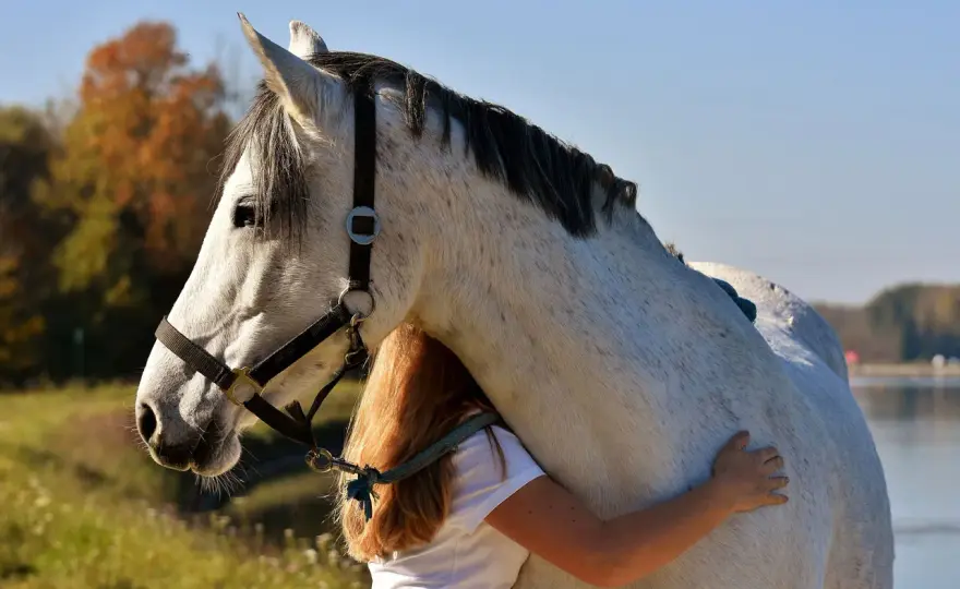 Quel Galop pour acheter un cheval - Vraie réponse