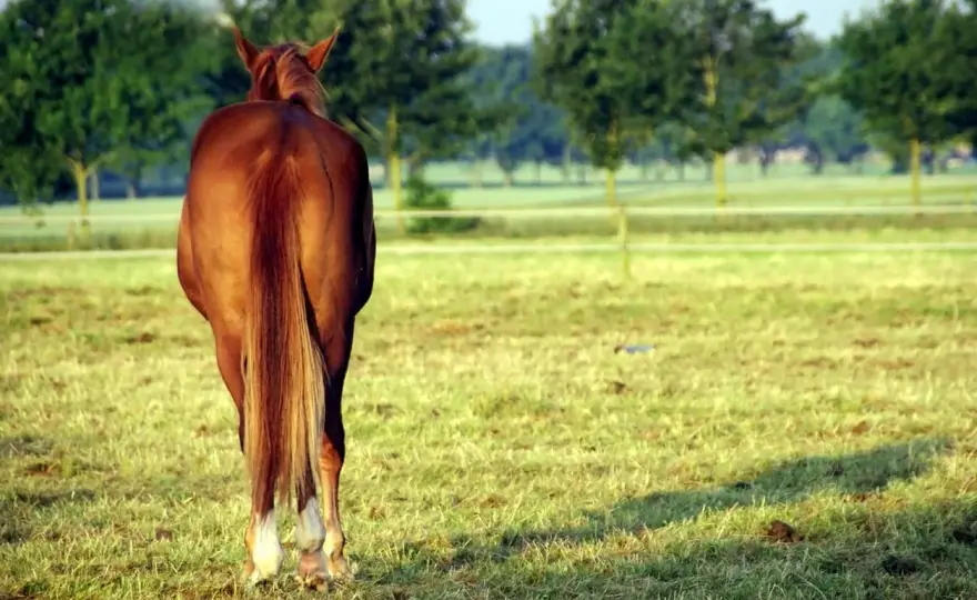 Oxyurose du cheval - Traiter efficacement et éviter les récidives
