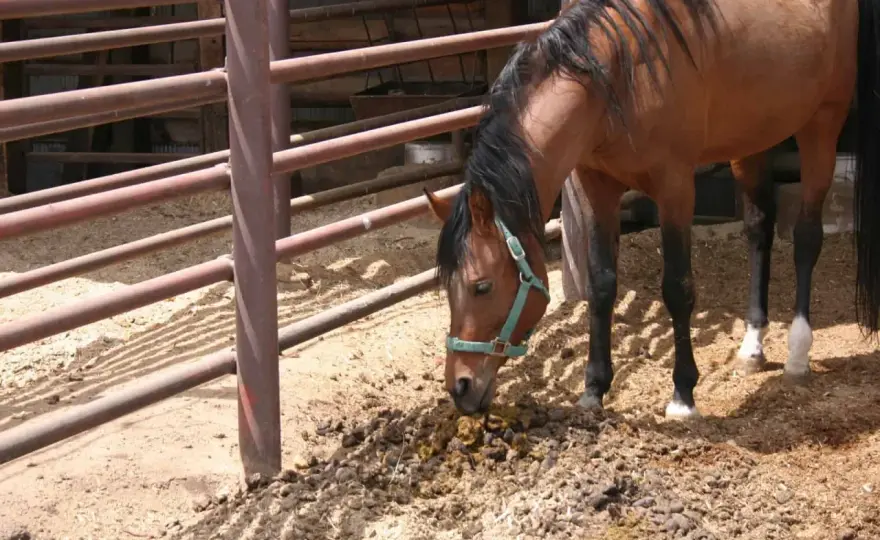 Crottin de cheval - Signes à surveiller et quand agir ?