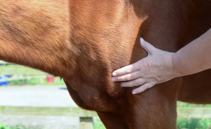 Membre gonflé cheval - Quand s'inquiéter et comment réagir ?