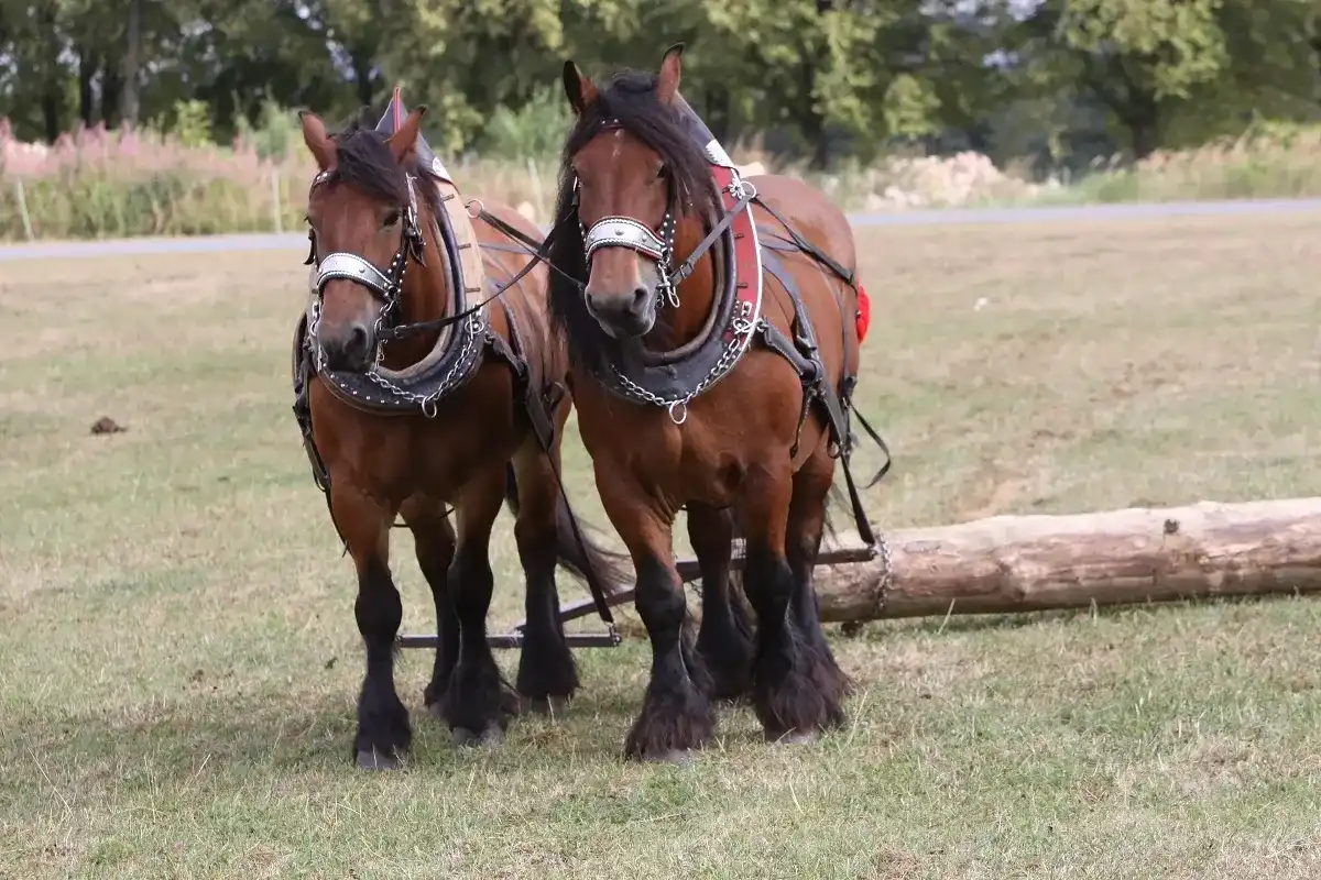 Cheval Ardennais - Le guide complet pour tout savoir