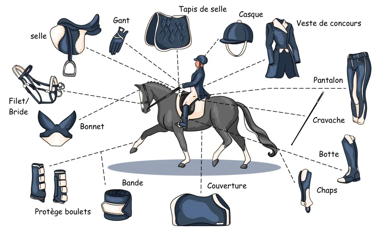 Illustration d'une personne prête à faire de l'équitation, avec tous les équipements nécessaires : selle, filet, bonnet, gant, tapis, casque, veste, pantalon, cravache, botte, chaps, protège boulets et bande.