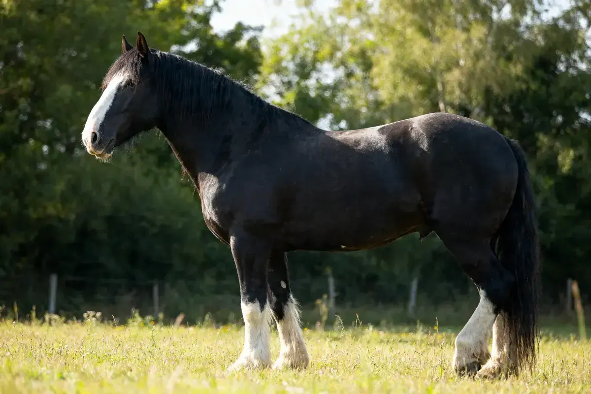 Un magnifique cheval noir, un Clydesdale, se tient dans un pré verdoyant. Sa **taille** imposante et sa robe lustrée sont mises en valeur par le soleil.