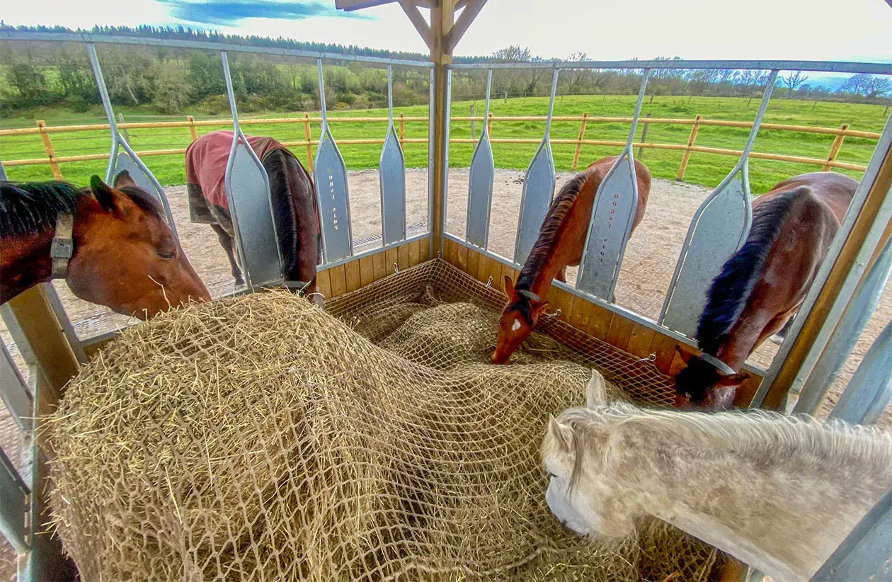 Chevaux mangeant du foin dans un râtelier. Le foin, essentiel pour leur digestion, présente des avantages et inconvénients.