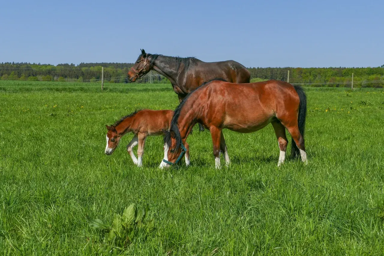 Trois chevaux, dont un poulain, broutent dans un pré verdoyant. L'herbe luxuriante suggère une bonne analyse de sol pour la pâture.