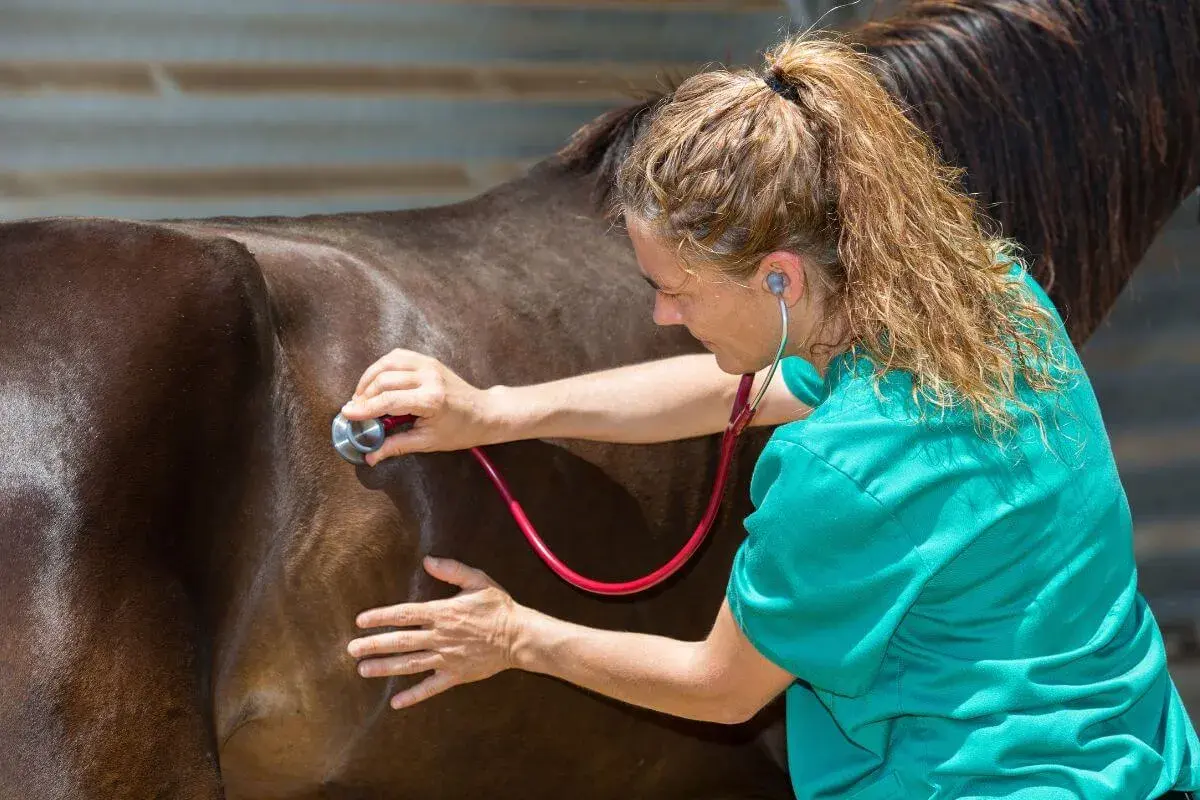Vétérinaire auscultant un cheval avec un stéthoscope. Elle vérifie la santé de ce magnifique gourme cheval.