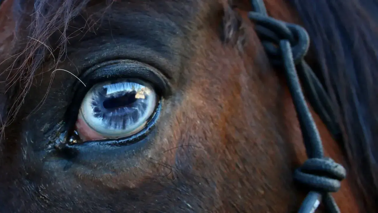 Œil bleu intense d'un cheval, reflet d'un ciel nuageux. On dirait un cheval qui pleure, une larme de tristesse dans son regard profond.
