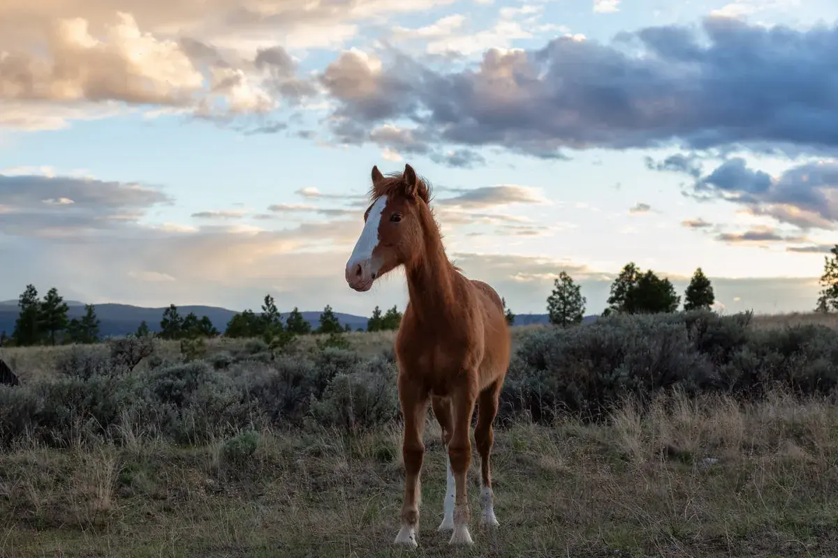 Un jeune mustang animal au pelage roux se tient dans un paysage sauvage, sous un ciel nuageux au coucher du soleil.