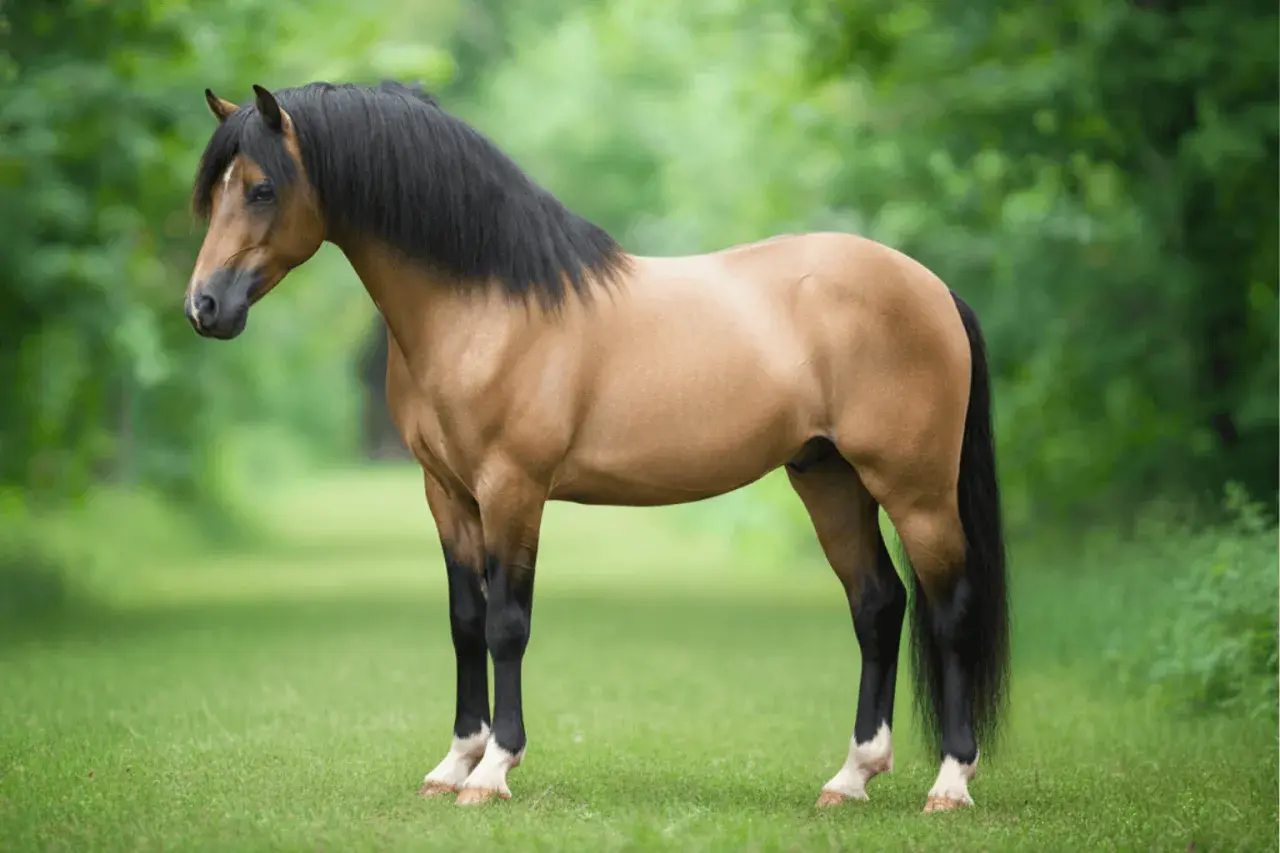 Un magnifique welsh poney bai à la crinière noire épaisse se tient dans un pré verdoyant.