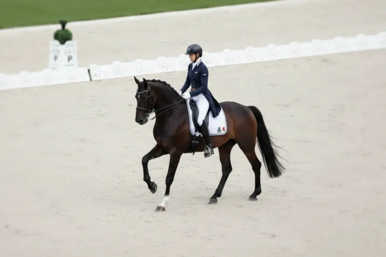 Cavalier en tenue d'équitation sur un cheval brun, exécutant un mouvement gracieux. Une belle démonstration de la race de chevaux français.