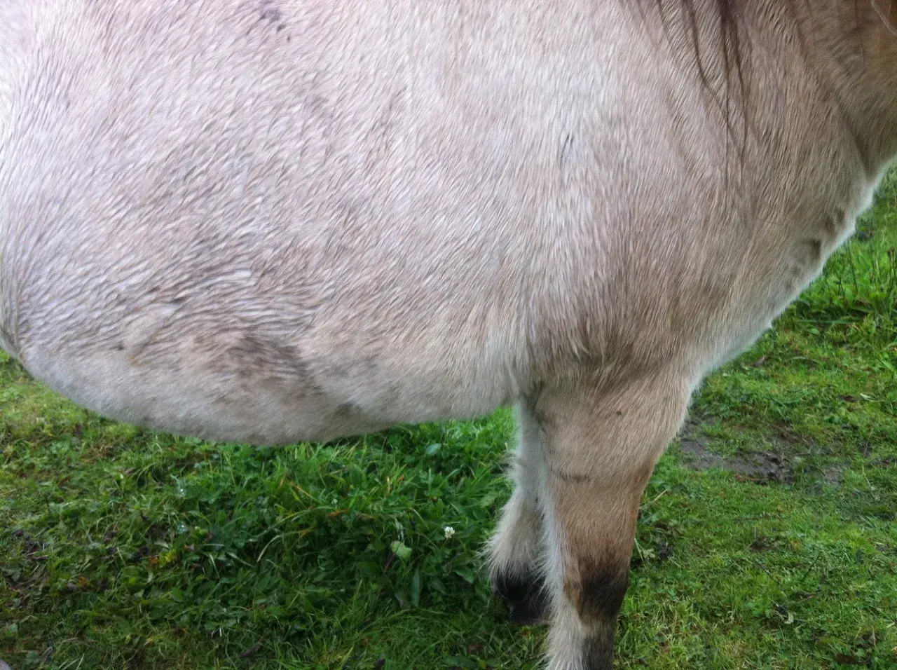 Flanc d'un cheval à la robe claire, peut-être traité avec de la metformine pour le bien-être de l'animal. Herbe verte en arrière-plan.