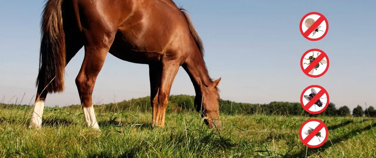 Cheval brun broutant dans un pré, avec des icônes de tiques et de mouches barrées, symbolisant la lutte contre le parasite cheval.