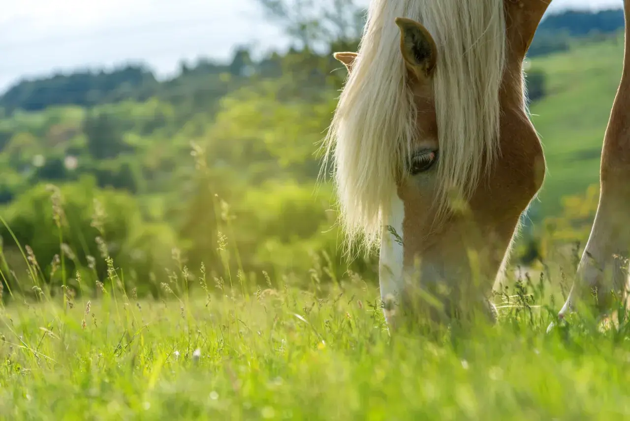 Un cheval à la crinière blonde broute paisiblement dans une herbe verdoyante, profitant d'un paysage vallonné et ensoleillé.