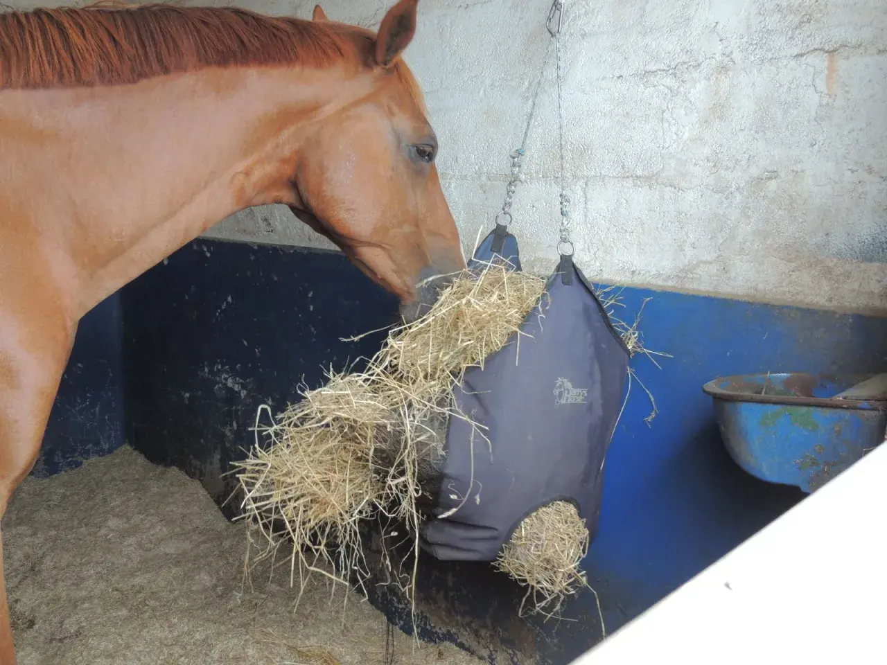Un cheval brun mange du foin dans un sac de rationnement suspendu.