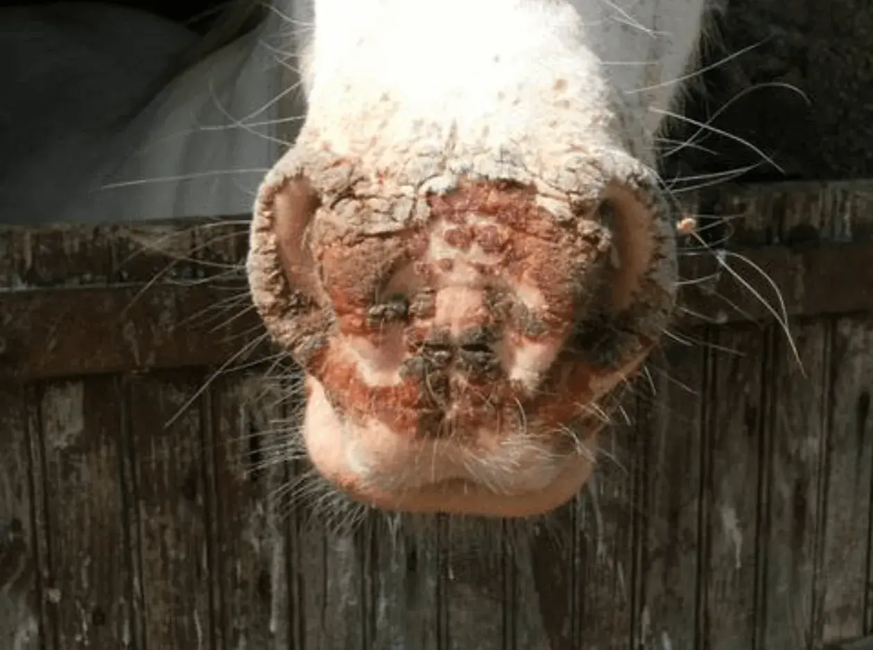 Museau de cheval affecté par le millepertuis photosensibilisant, avec des lésions cutanées et des croûtes.