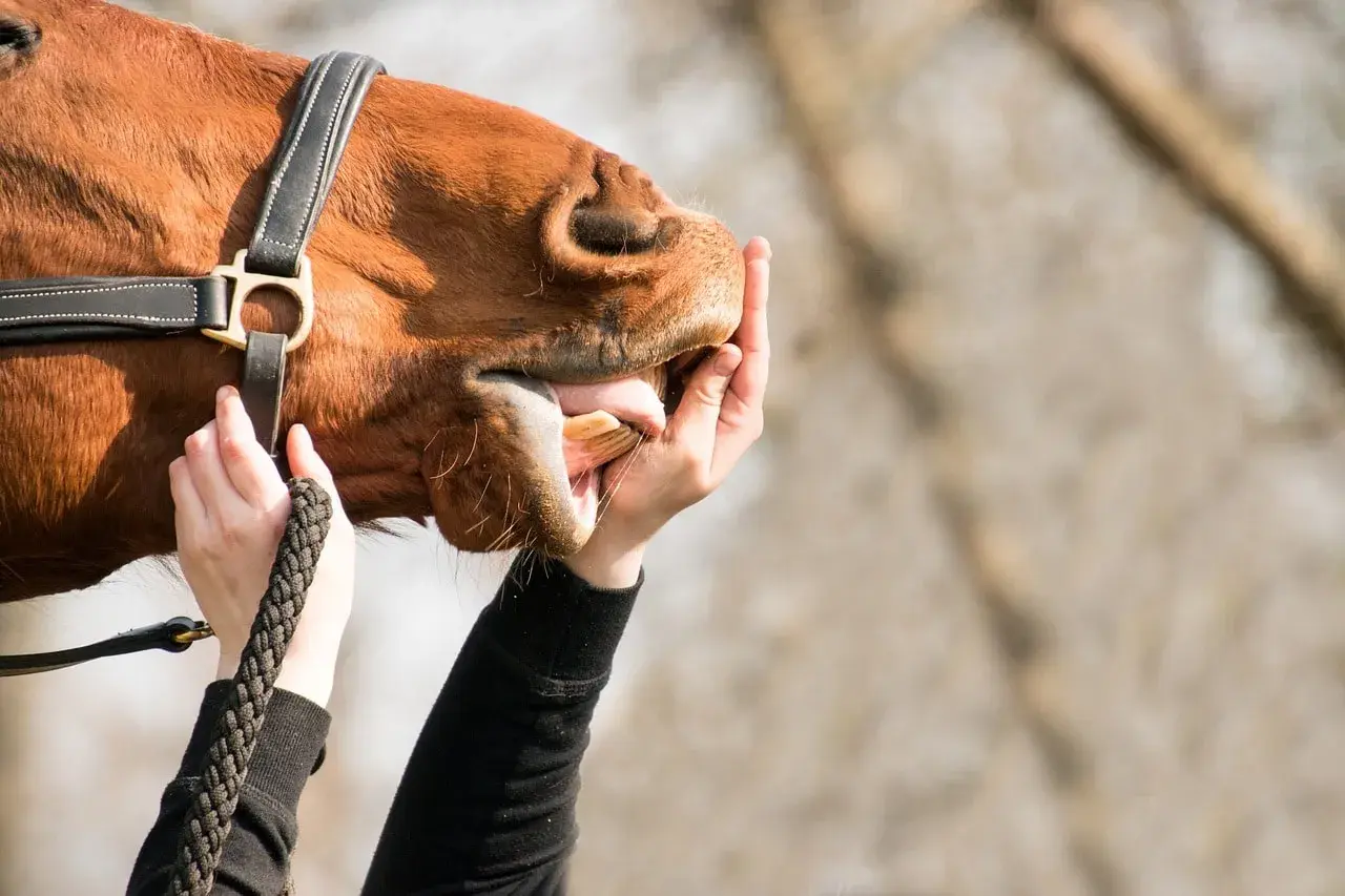 Un cheval roux est examiné, sa bouche ouverte par des mains. On vérifie s'il y a un aphte.