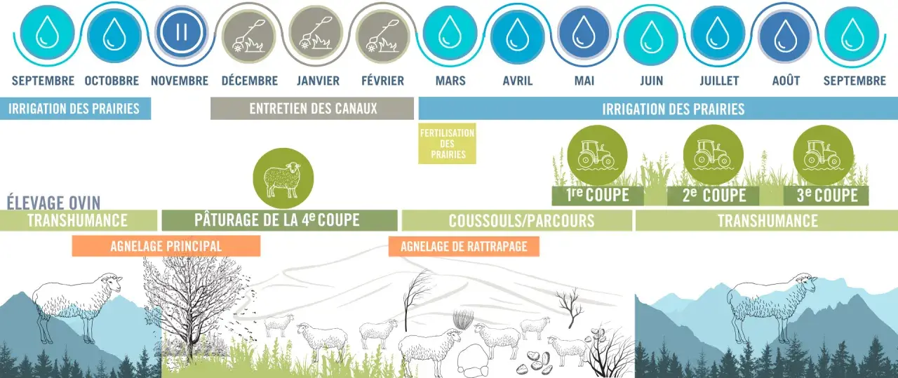 Le cycle annuel de l'élevage ovin montre l'irrigation des prairies, l'entretien des canaux, la fertilisation, et indique combien de coupe de foin par an sont réalisées : 3 coupes principales et une 4ème pour le pâturage.