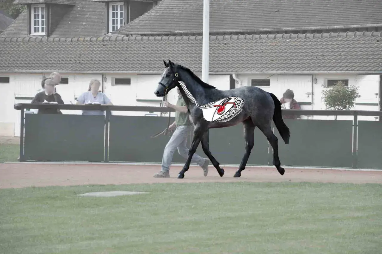 Cheval gris en mouvement, avec une illustration de l'estomac montrant un ulcère. La luzerne peut être une cause.