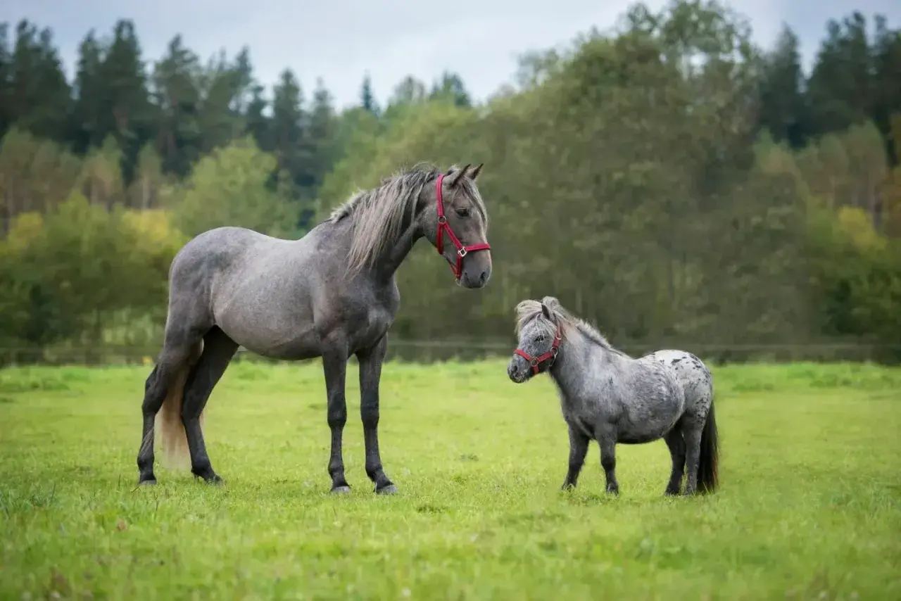Un grand cheval gris et un mini cheval se tiennent dans un pré verdoyant, sous un ciel couvert.
