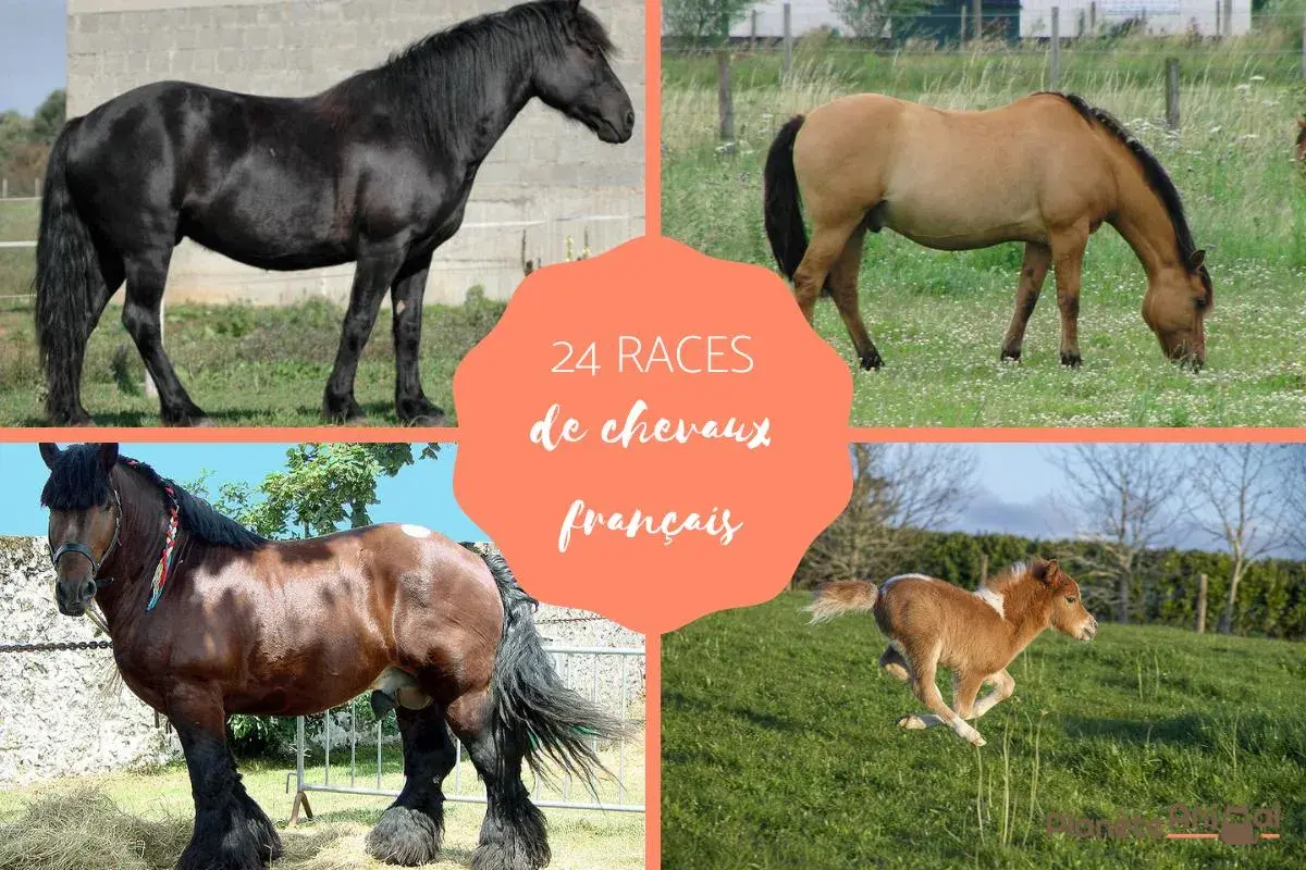 Quatre chevaux de différentes races françaises, dont un noir majestueux, un bai broutant, un trait brun et un poulain roux en pleine course.