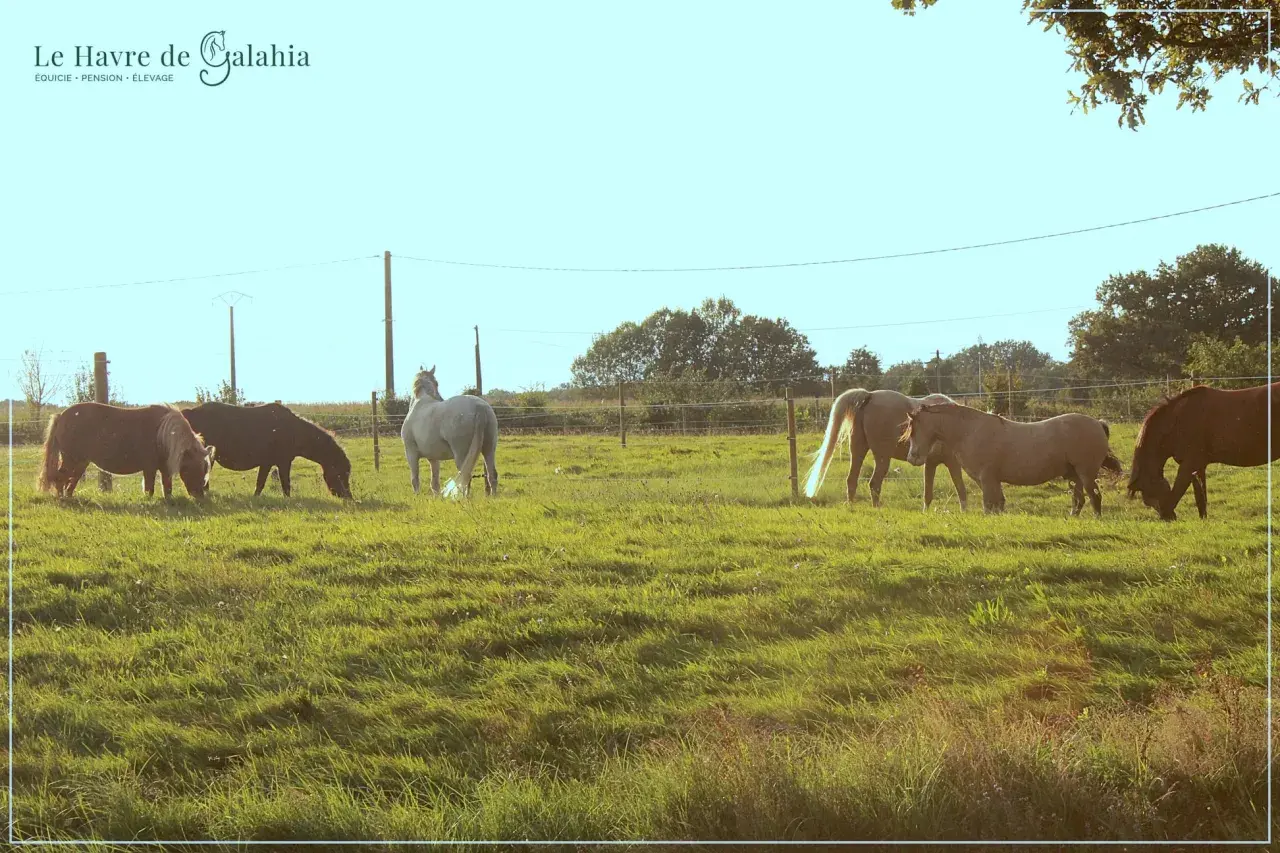 Chevaux profitant d'un pâturage tournant verdoyant au Havre de Galahia.