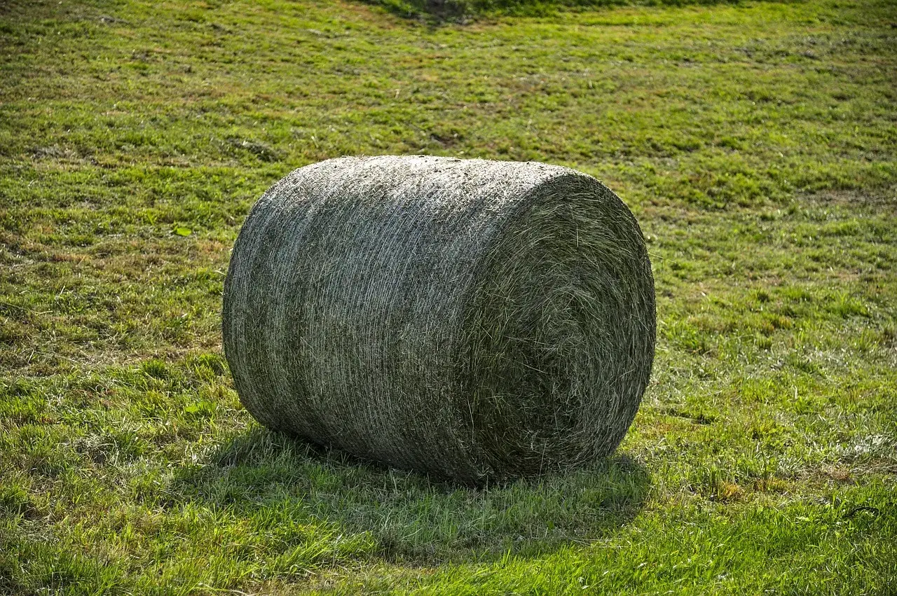 Gros round de foin enrubanné sur une prairie verte. Un cheval pourrait apprécier cette réserve pour l'hiver.