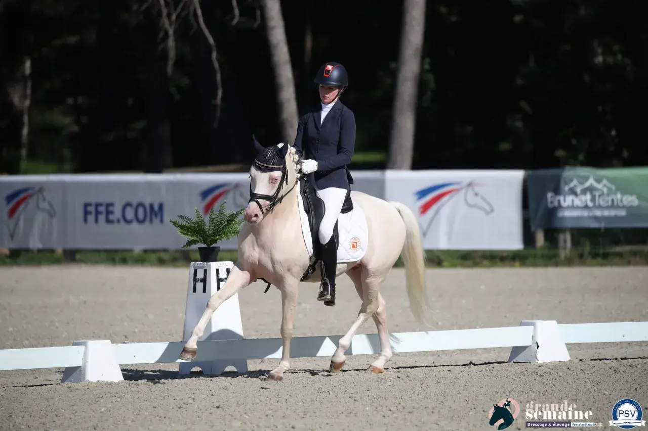 Une cavalière en tenue de concours exécute une figure de dressage, respectant le règlement du club. Le cheval blanc est élégant.
