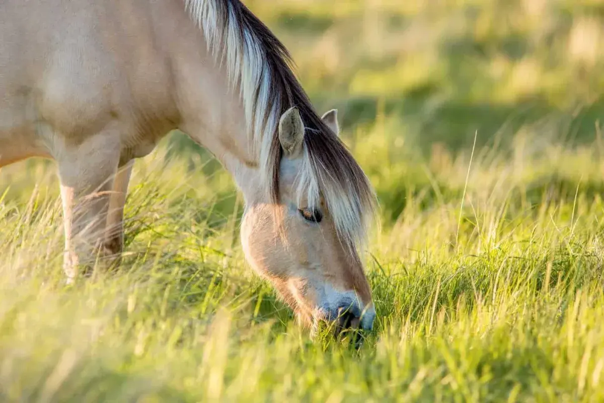 Un magnifique msm cheval, au pelage clair et à la crinière bicolore, broute paisiblement dans une prairie verdoyante baignée de soleil.