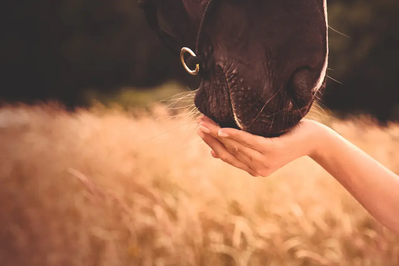 Un cheval brun mange dans une main tendue, ses vibrisses effleurant la peau. Un moment de confiance, peut-être un peu d'huile de maïs pour le régaler.