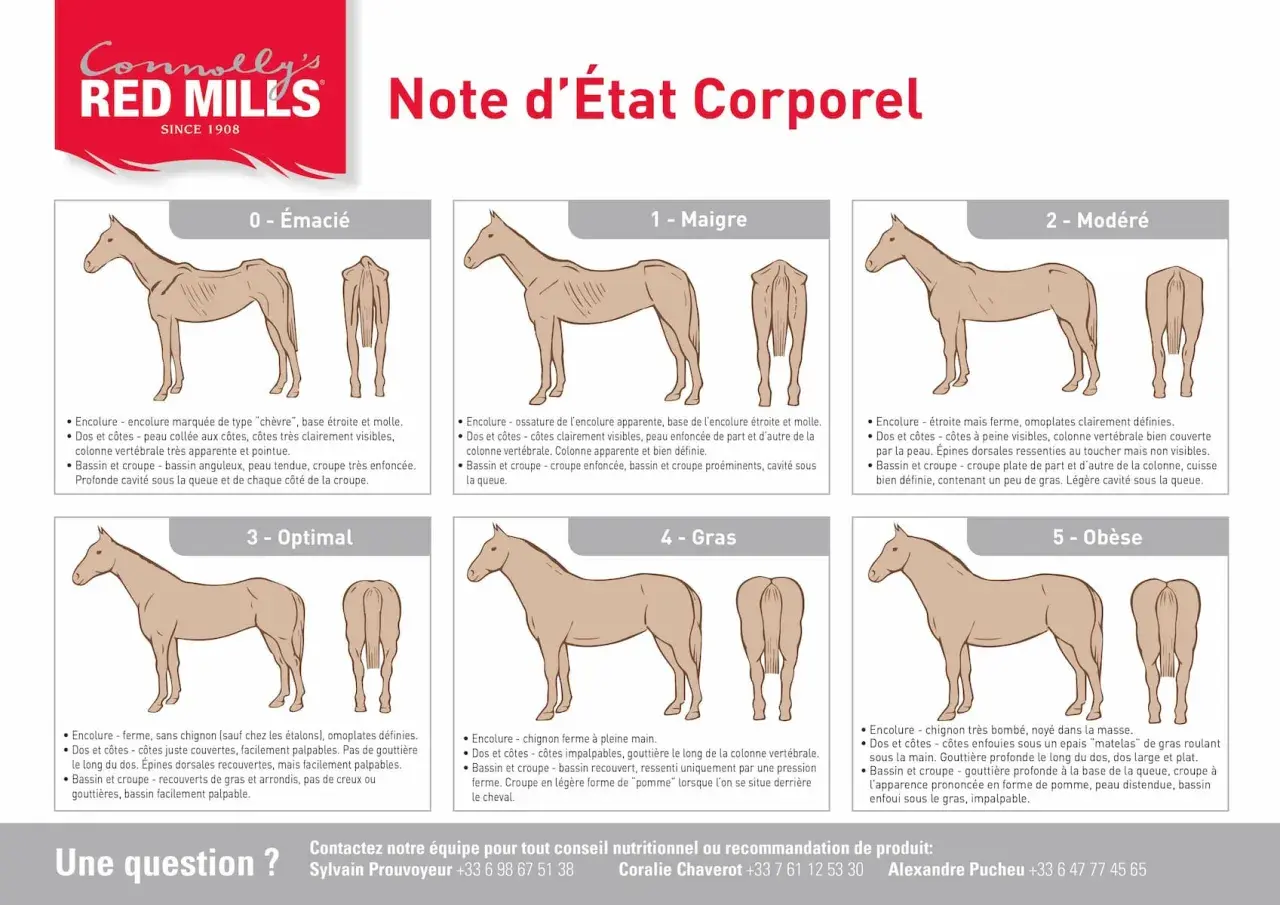 Illustration comparant l'état corporel des chevaux, de émacié à obèse, montrant les muscles et la masse corporelle.