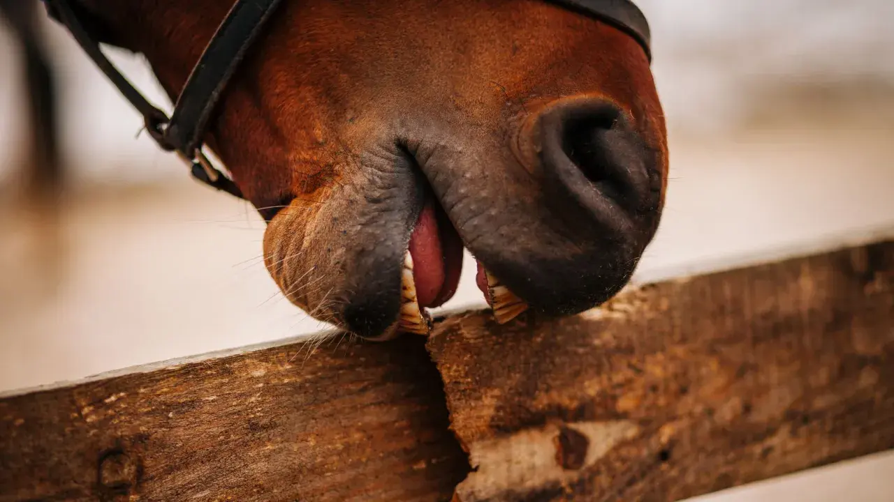Gros plan sur la bouche d'un cheval marron, la langue sortie, les dents sur une planche de bois. Ce cheval qui ne mange pas semble jouer.